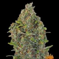 Critical  Kush  Auto 0