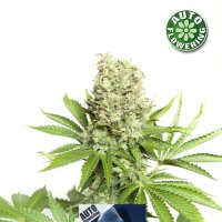 Critical  Auto  Flowering  Cannabis  Seeds 0