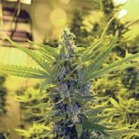 Critical  Dawg  Feminised  Cannabis  Seeds