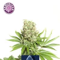 Critical  Feminised  Cannabis  Seeds 0