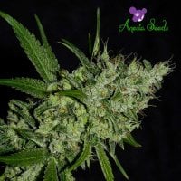 Critical  Feminised  Cannabis  Seeds 1