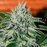 Critical  Jack  Herer  Feminised  Cannabis  Seeds