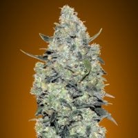 Critical  Mass  Auto  Flowering  Cannabis  Seeds 0