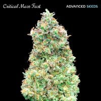 Critical  Mass  Fast