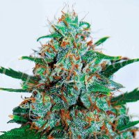 Critical  Neville  Haze  Auto  Flowering  Cannabis  Seeds