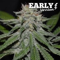 Critical  Neville  Haze  Early  Version  Feminised  Cannabis  Seeds 0