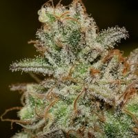 Critical  Purple  Kush  Feminised  Cannabis  Seeds