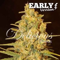 Critical  Sensi  Star  Early  Version  Feminised  Cannabis  Seeds