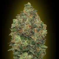 Critical  Soma  Auto  Flowering  Cannabis  Seeds 0