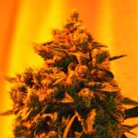 Critical  Sour  Diesel  Regular  Cannabis  Seeds 0