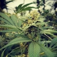Critical  Sour  Feminised  Cannabis  Seeds