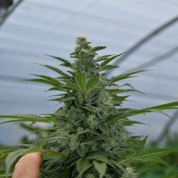 Critical  Strawberry  Banana  Feminised  Cannabis  Seeds 0