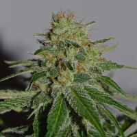 Crop  Doctor  Feminised  Cannabis  Seeds