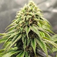 Crypto  Cake  Autoflowering  Cannabis  Seeds