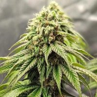 Crypto  Cake  Feminised  Cannabis  Seeds
