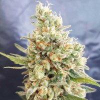 Crystal 20 Dwarf 20 Auto 20 Flowering 20 Cannabis  Seeds