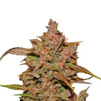 Crystal  M E T H  Autoflowering  Feminised  Cannabis  Seeds