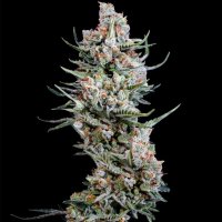 Crystal  White  Feminised  Cannabis  Seeds 0