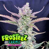 Cup  Cakez  Auto  Flowering  Cannabis  Seeds 0