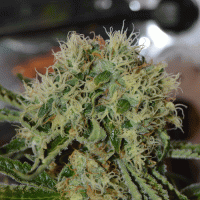 Custard  Cream  Feminised  Cannabis  Seeds 0