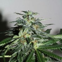 Cyber  Cristal  Regular  Cannabis  Seeds 0