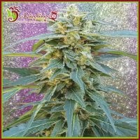 D K  Won  Feminised  Cannabis  Seeds