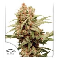 D P  C B G  Force  Feminised  Cannabis  Seeds