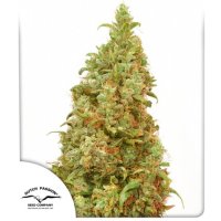 D P  T H C  Victory  Feminised  Cannabis  Seeds