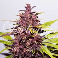 Dark  Purple  Auto  Flowering  Cannabis  Seeds