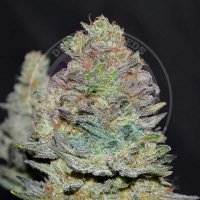 Delicious  Cookies  Auto  Flowering  Cannabis  Seeds 0