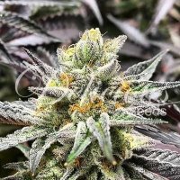 Delicious  Cookies  Feminised  Cannabis  Seeds