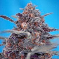 Devil  Cream  Auto  Feminised  Cannabis  Seeds