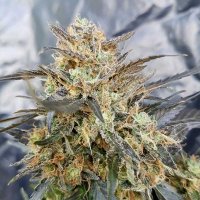 Dieselicious 20 Regular 20 Cannabis  Seeds