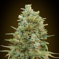 Do  Si  Dos  Cookies  Auto  Feminised  Cannabis  Seeds