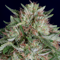Don  A K  Auto  Flowering  Cannabis  Seeds