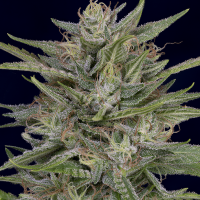 Don  A K  Feminised  Cannabis  Seeds 0