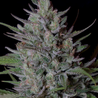 Don  Biscotti  Feminised  Cannabis  Seeds 0