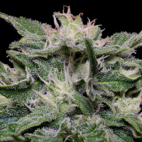 Don  Blueberry  Auto  Flowering  Cannabis  Seeds 0