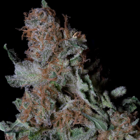 Don  Blueberry  Cookies  Feminised  Cannabis  Seeds 0