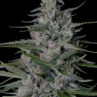 Don  Bruce  Banner  Feminised  Cannabis  Seeds 0