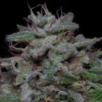 Don  Do  Si  Glue  Feminised  Cannabis  Seeds 0