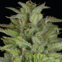 Don  Gelato  Auto  Flowering  Cannabis  Seeds 0