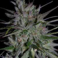 Don  Girl  Scout  Cookies  Feminised  Cannabis  Seeds 0