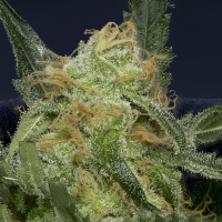 Don  Gorilla  Glue  Auto  Flowering  Cannabis  Seeds 0
