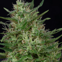 Don  Green  Crack  Feminised  Cannabis  Seeds 0