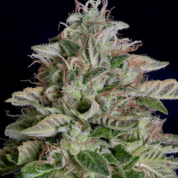 Don  Megalodon  Feminised  Cannabis  Seeds 0