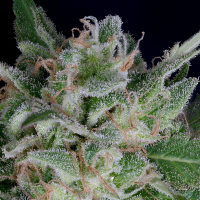Don  O G  Kush  Auto  Flowering  Cannabis  Seeds 0