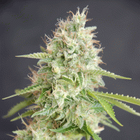 Double  Cream  Feminised  Cannabis  Seeds 0