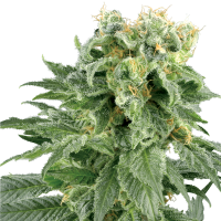 Double  Gum  Regular  Cannabis  Seeds 0