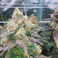 Dream  Berry  Feminised  Cannabis  Seeds